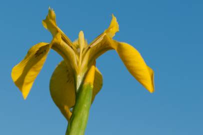 Fotografia da espécie Iris pseudacorus