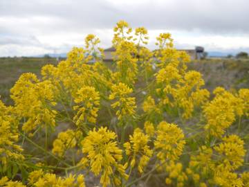 Fotografia da espécie Isatis tinctoria