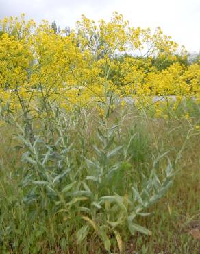 Fotografia 9 da espécie Isatis tinctoria no Jardim Botânico UTAD