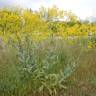 Fotografia 9 da espécie Isatis tinctoria do Jardim Botânico UTAD