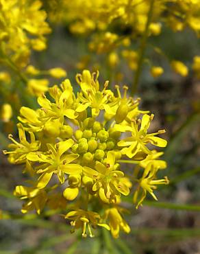 Fotografia 1 da espécie Isatis tinctoria no Jardim Botânico UTAD