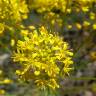 Fotografia 1 da espécie Isatis tinctoria do Jardim Botânico UTAD