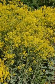 Fotografia da espécie Isatis tinctoria