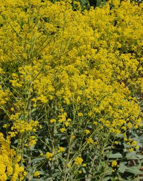 Fotografia 10 da espécie Isatis tinctoria no Jardim Botânico UTAD