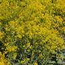 Fotografia 10 da espécie Isatis tinctoria do Jardim Botânico UTAD