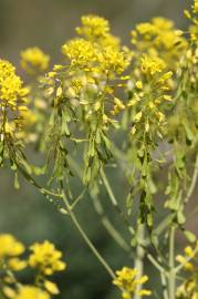 Fotografia da espécie Isatis tinctoria