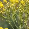 Fotografia 11 da espécie Isatis tinctoria do Jardim Botânico UTAD