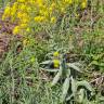 Fotografia 12 da espécie Isatis tinctoria do Jardim Botânico UTAD