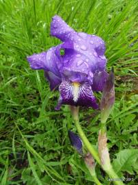 Fotografia da espécie Iris germanica