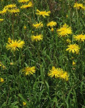 Fotografia 3 da espécie Inula salicina no Jardim Botânico UTAD