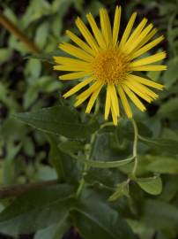 Fotografia da espécie Inula salicina