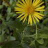 Fotografia 8 da espécie Inula salicina do Jardim Botânico UTAD