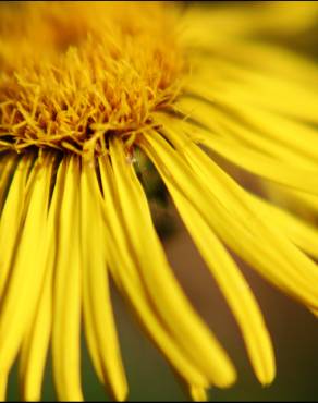 Fotografia 9 da espécie Inula salicina no Jardim Botânico UTAD