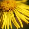 Fotografia 9 da espécie Inula salicina do Jardim Botânico UTAD