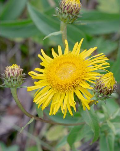 Fotografia de capa Inula salicina - do Jardim Botânico