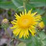 Fotografia 1 da espécie Inula salicina do Jardim Botânico UTAD