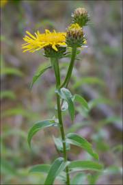 Fotografia da espécie Inula salicina