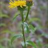 Fotografia 10 da espécie Inula salicina do Jardim Botânico UTAD