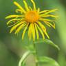 Fotografia 11 da espécie Inula salicina do Jardim Botânico UTAD