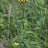 Fotografia 12 da espécie Inula salicina do Jardim Botânico UTAD