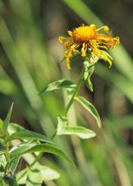 Fotografia da espécie Inula salicina