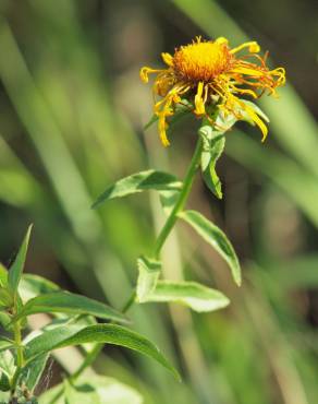 Fotografia 13 da espécie Inula salicina no Jardim Botânico UTAD