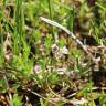 Fotografia 12 da espécie Glaux maritima do Jardim Botânico UTAD