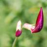 Fotografia 8 da espécie Lathyrus clymenum do Jardim Botânico UTAD