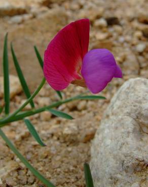 Fotografia 10 da espécie Lathyrus clymenum no Jardim Botânico UTAD