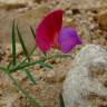 Fotografia 10 da espécie Lathyrus clymenum do Jardim Botânico UTAD