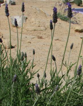 Fotografia 9 da espécie Lavandula dentata no Jardim Botânico UTAD