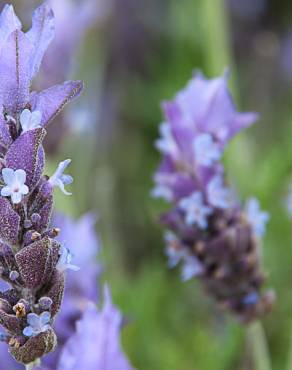 Fotografia 11 da espécie Lavandula dentata no Jardim Botânico UTAD