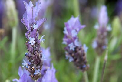 Fotografia da espécie Lavandula dentata