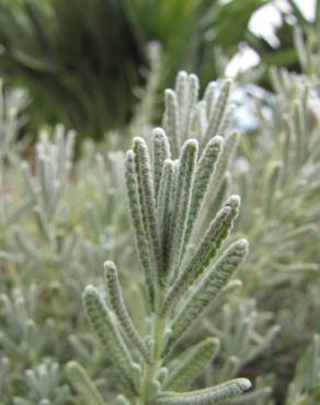 Fotografia 12 da espécie Lavandula dentata no Jardim Botânico UTAD