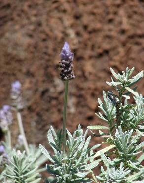 Fotografia 13 da espécie Lavandula dentata no Jardim Botânico UTAD