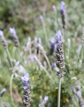 Fotografia 14 da espécie Lavandula dentata no Jardim Botânico UTAD