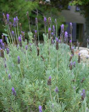 Fotografia 17 da espécie Lavandula dentata no Jardim Botânico UTAD