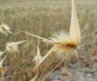 Fotografia da espécie Lygeum spartum