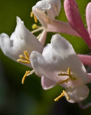 Fotografia 5 da espécie Lonicera implexa no Jardim Botânico UTAD