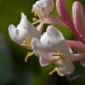 Fotografia 5 da espécie Lonicera implexa do Jardim Botânico UTAD