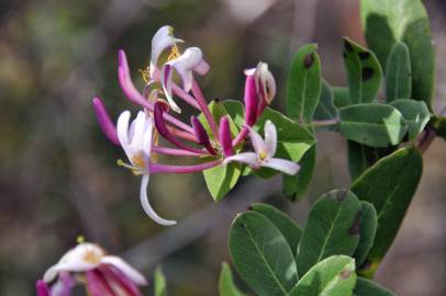 Fotografia da espécie Lonicera implexa