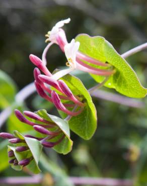 Fotografia 7 da espécie Lonicera implexa no Jardim Botânico UTAD