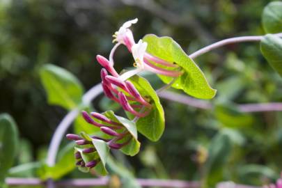 Fotografia da espécie Lonicera implexa