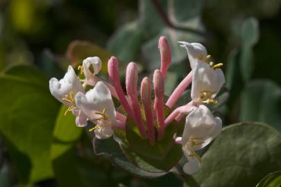 Fotografia da espécie Lonicera implexa