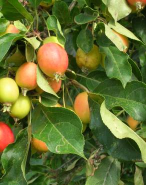 Fotografia 4 da espécie Malus sylvestris no Jardim Botânico UTAD