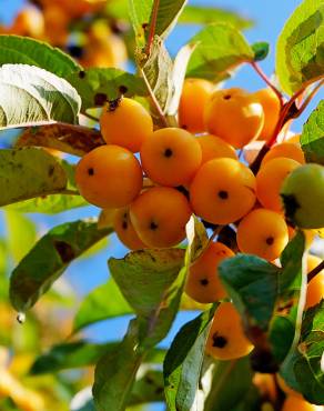 Fotografia 5 da espécie Malus sylvestris no Jardim Botânico UTAD