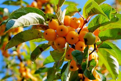 Fotografia da espécie Malus sylvestris