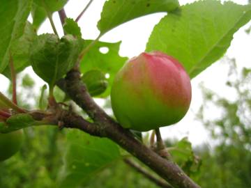 Fotografia da espécie Malus sylvestris