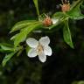 Fotografia 8 da espécie Malus sylvestris do Jardim Botânico UTAD