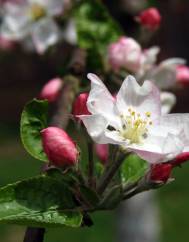 Malus sylvestris